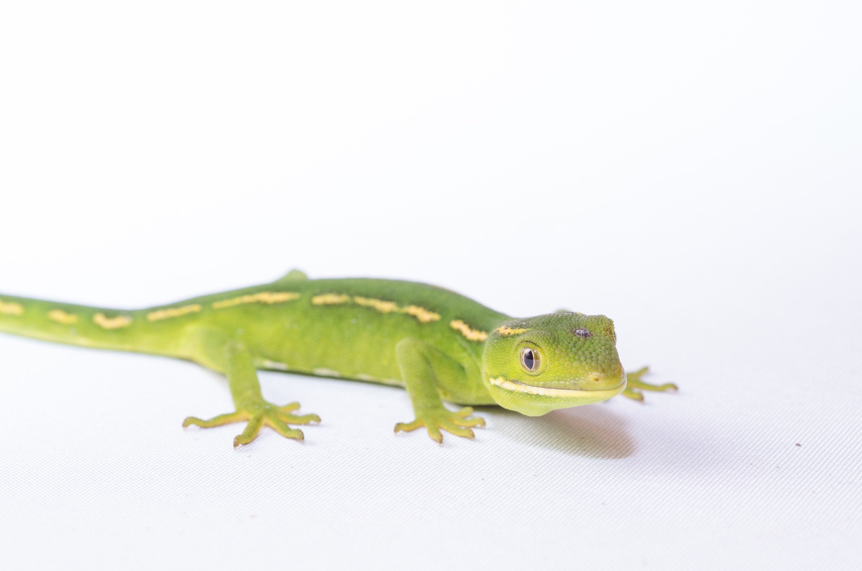 DSC_2760 – auckland, green, gecko, naultinus, elegans, elegans, home, lizard, irene, reptiles, amphibians, rare, cold, blood, new, new zealand, zealand, nz, northland, kaiatea road